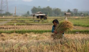 Masih Kemarau, BMKG Prediksi Sidrap Berpeluang Diguyur Hujan Ringan Besok