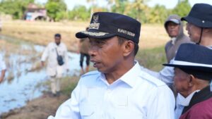 Cara Sidrap Kejar 3 Kali Panen Setahun, Panen Hari Ini Tanam Besok