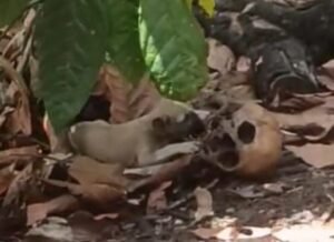 Tengkorak Ditemukan Dimainkan Anjing Dekat Rumah Lansia yang Hilang di Soppeng