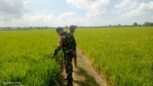 Babinsa Aka Akae Serka Darwis Pantau Luas Tambah Tanam, Dukung Ketahanan Pangan di Sidrap