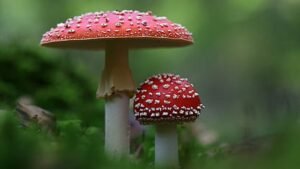 Sidrap Punya 68.810 Hektare Hutan yang Harus Dijaga