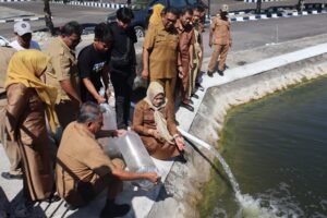 10 Ribu Nila Monoseks Ditebar di Kolam Pemkab Sidrap, Apa Bedanya dengan Ikan Nila Biasa?