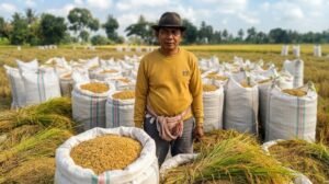 Idris Lanna Panen 10 Ton Lebih di Otting, Akui Pertama Kali Over Produksi Selama Bertani
