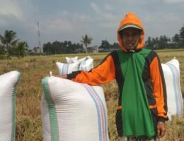 Petani Sidrap Ini Hasilkan Gabah 10,08 Ton per Hektare di Tengah Kemarau