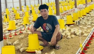 Jual Mobil dan Motor, Sarjana Hukum di Sidrap Ini Kini Sukses Besar Jadi Peternak Ayam Broiler