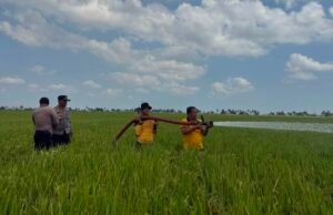 AKP Aiyub Pimpin Aksi Kemanusiaan, Water Cannon Polres Sidrap Basahi Sawah 80 Are yang Mengering
