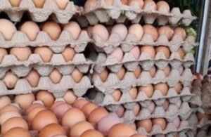 Pakan Naik, Telur Tak Bisa Ikut Naik: Peternak Sidrap Dihimpit Biaya dari Kandang