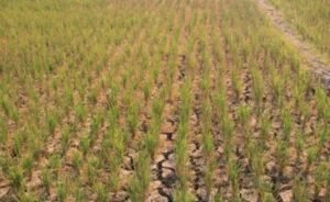 Petani Soppeng Terancam Gagal Panen, Air Sulit Didapat LPG 3 Kg untuk Pompa Juga Langka
