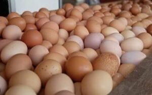 Telur Sidrap Rp41 Ribu, Makassar Bisa Rp65 Ribu: Kenapa Peternak Tak Ikut Gemuk?