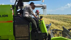 Sidrap Bikin Kaget! Panen 11,2 Ton per Hektare, Lampaui Target Kementan