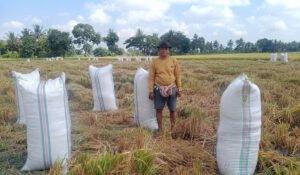 Dulu 8 Ton, Kini 10 Ton Lebih: Cerita Petani Otting Sidrap Setelah Panen