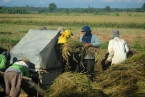 Padi Sudah Dipanen, Tapi Belum Boleh Dimakan. Tradisi Ini Masih Dijaga di Maros