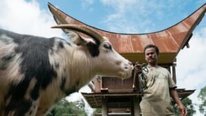 Hati-Hati Kalau Beli Kerbau di Toraja, Harganya Bisa Bikin Kaget