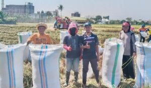Takjub, Petani Sidrap Fajar Hasilkan 18,7 Ton Gabah, Nilainya Rp143 Juta