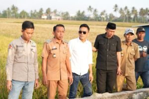 Bupati Sidrap Cek Sawah Bangkai, Pastikan Program Listrik Masuk Sawah ,Jaga Produktivitas Padi