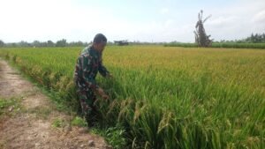 Babinsa Talumae Dampingi Petani dalam Kegiatan LTT Seluas 3 Hektare