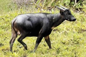Warga Sidrap Dikejutkan Kemunculan Anoa, Ternyata Leppangeng Berada di Jalur Habitatnya