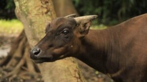 Satwa Langka Muncul di Sidrap, Warga Diminta Tak Memburu atau Menjerat