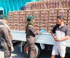 2,1 Ton Telur dari Sidrap Diperiksa Karantina, Ternyata Ini Alasannya