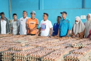 Bupati Sidrap Tinjau Peternakan 200 Ribu Ayam di Kulo, Telur Dipasok hingga Kalimantan