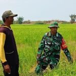 Berita terkait