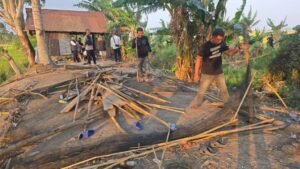 Polisi Kepung Arena Judi Sabung Ayam di Sidrap, Tiga Teduga Diamankan, Ada dari Pinrang