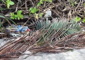 Pencari Rumput Itu Mengira Bangkai Hewan, Ternyata Sesosok Mayat Pria