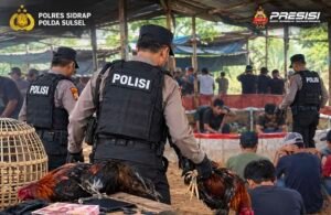 Kabur Saat Digerebek, Tiga Terduga Pelaku Judi Sabung Ayam Ditangkap di Sidrap