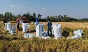 Kemarau Tak Bikin Petani Wajo Menyerah, Panen di Alewadeng Malah Tembus 112 Karung