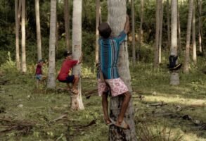 Mengapa Orang Selayar Dulu Menanam Pohon Kelapa Bersama Ari-Ari Bayi?