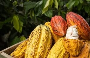 Kakao Sulawesi Selatan Punya Potensi Besar, Hilirisasi Mulai Menyasar Sejumlah Daerah