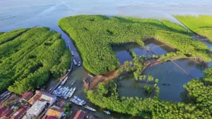 Hutan Mangrove Tongke-Tongke Sinjai, Dulu Penahan Abrasi Kini Jadi Ekowisata