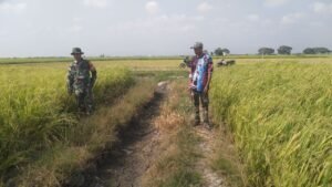 Babinsa Sidenreng Pantau LTT Musim Tanam II