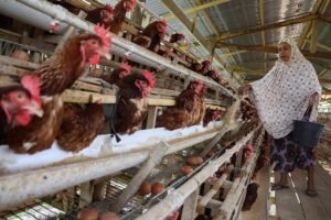 Pakan Ayam Tembus Rp8.000 per Kg, Peternak Parepare Rugi Rp5 Juta Sehari