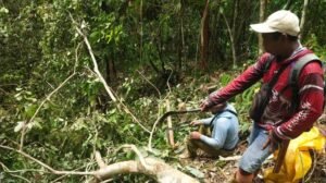 Petugas Gugur Tertimpa Pohon, Karhutla Toraja Utara Belum Padam