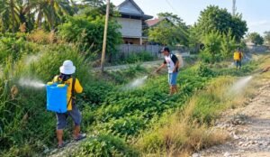 Lurah Baula Bersama Warga Lakukan Penyemprotan Gulma di Saluran Air, Dukung Lingkungan Bersih dan Aliran Lancar