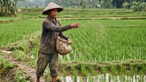 Ketika Pupuk Lebih Cepat Sampai ke Petani Sidrap: Dari Butiran Urea Menuju Swasembada Pangan Negeri
