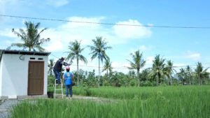 Di Sidrap, PLN Tidak Menanam Padi, Tapi Listriknya Ikut Menjaga Panen