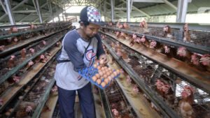 5,4 Juta Ayam Petelur di Sidrap Butuh Jagung, Bupati Syaharuddin Kejar Pasokan 8.260 Ton
